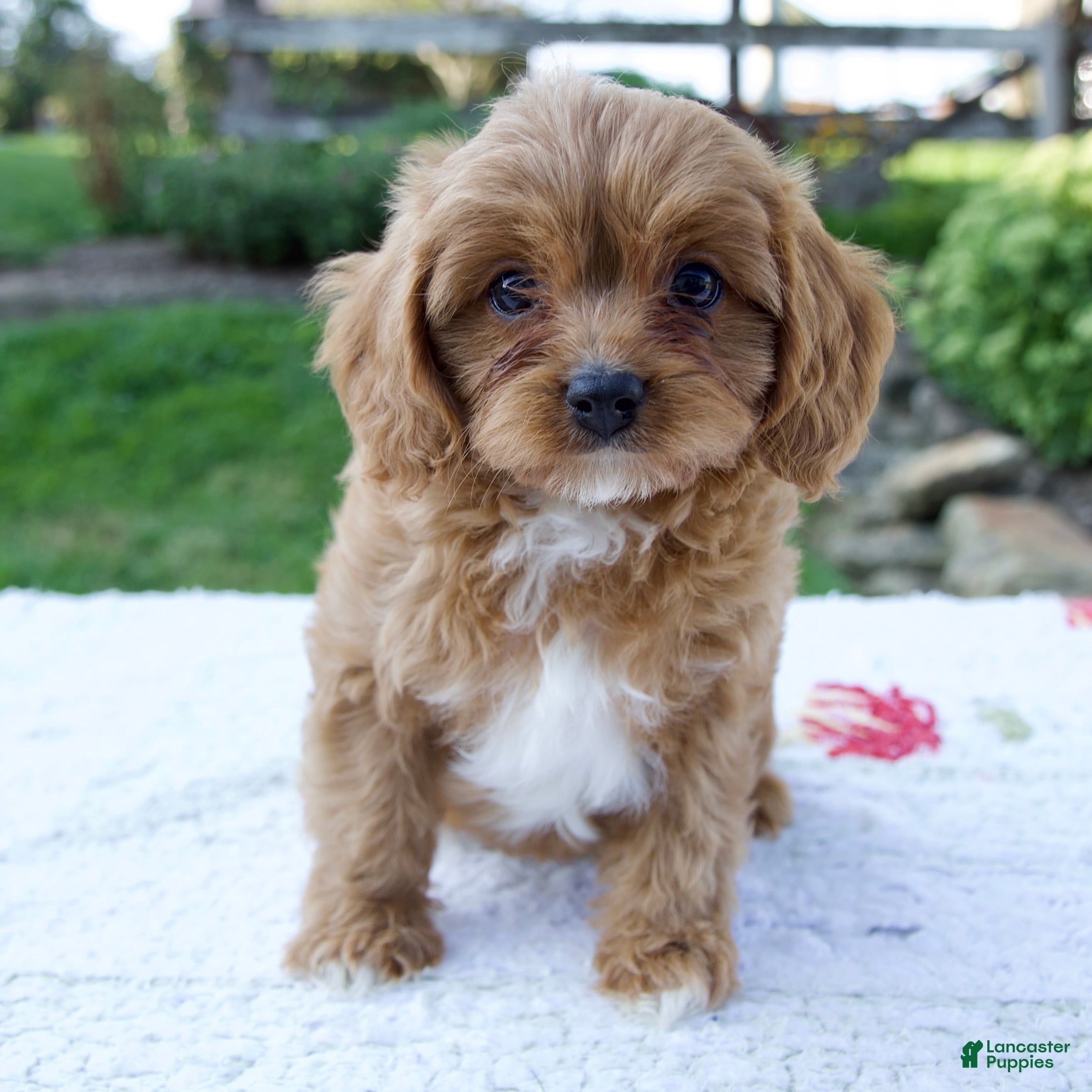 Cavapoo dogs Everly - Ad 1