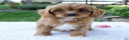 Cavapoo dogs for sale: Everly - Ad 1