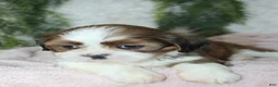 Shih Tzu dogs for sale: Shih Tzu 3 - Ad 4