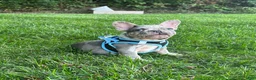 French Bulldog dogs for sale:  Lain - Ad 4