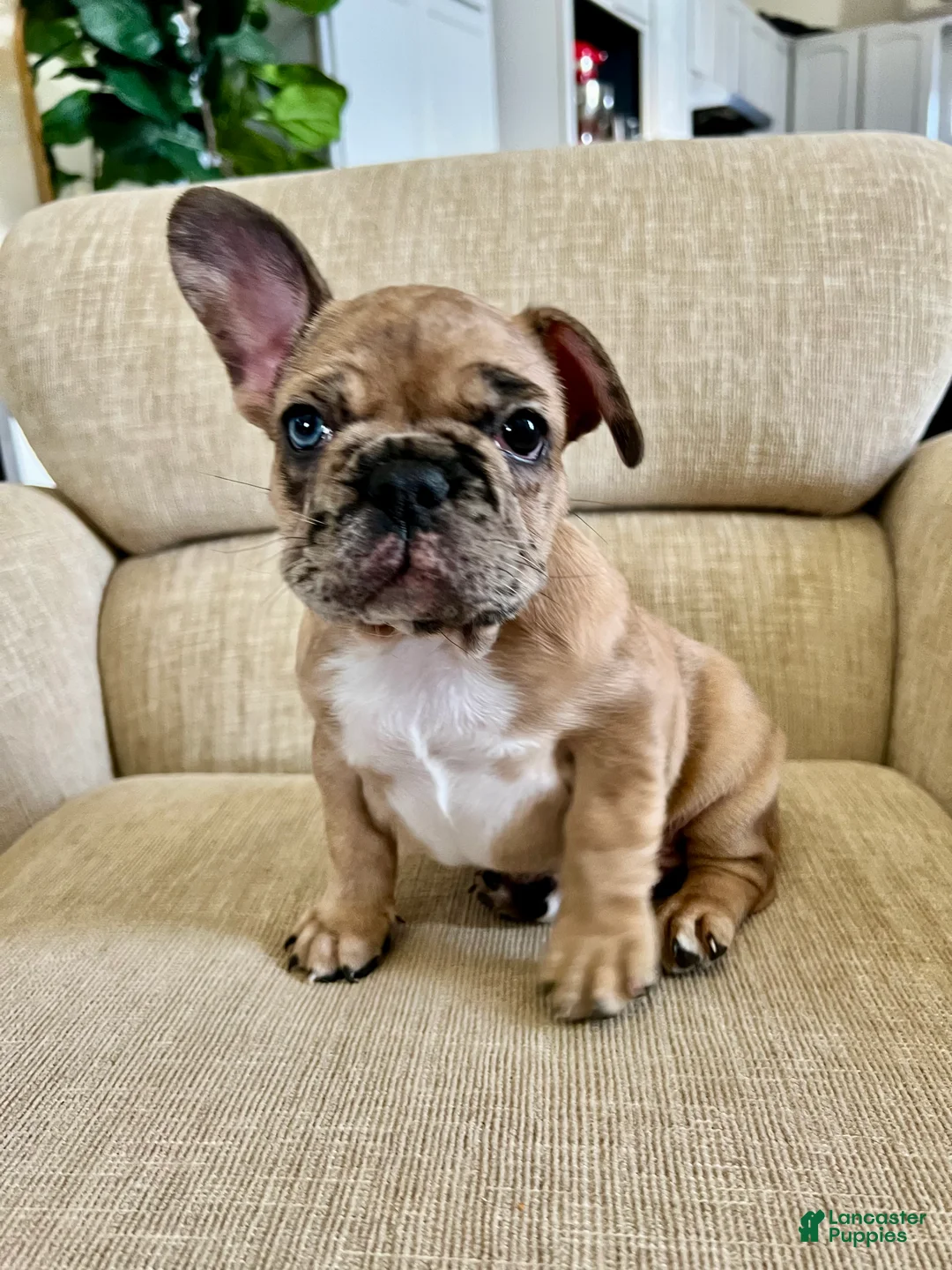French Bulldog dogs for sale: Jasper - Ad 5