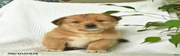 Shiba Inu dogs for sale: Ranger  - Ad 4