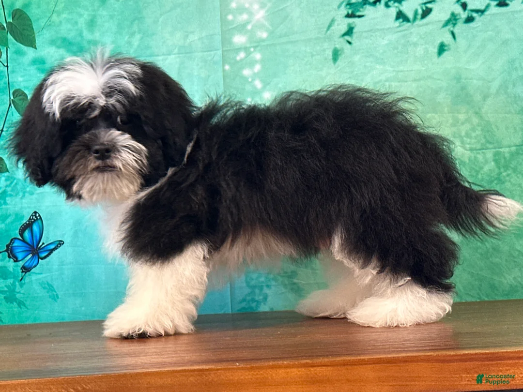Teddy Bear dogs for sale: Spanky - Ad 2