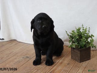 Labrador Retriever dogs Patsy - Ad 29