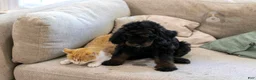 Bernedoodle dogs for sale: Olympic - Ready Now! - Ad 16