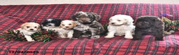 Miniature Poodle dogs for sale: Bailey - Ad 3