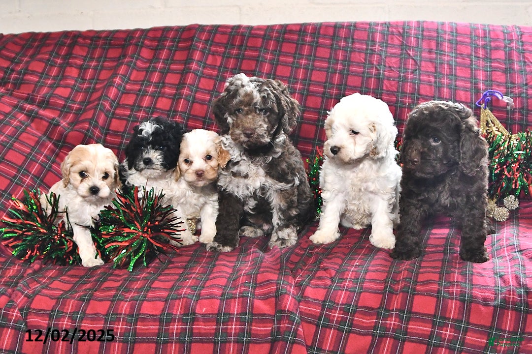Miniature Poodle dogs for sale: Bailey - Ad 3