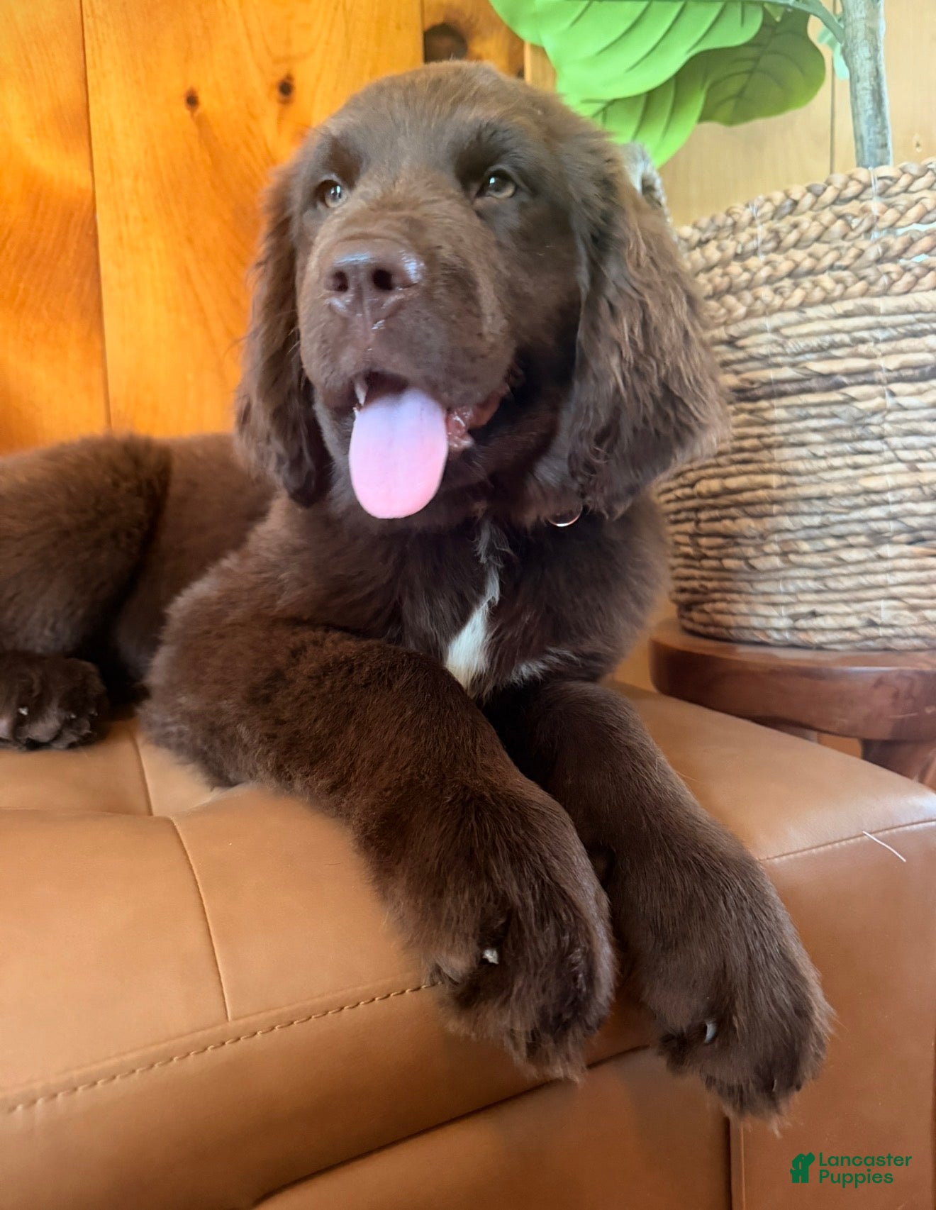 Newfoundland dogs Lena - Ad 1