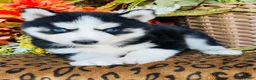 Siberian Husky dogs for sale: Maci - Ad 1