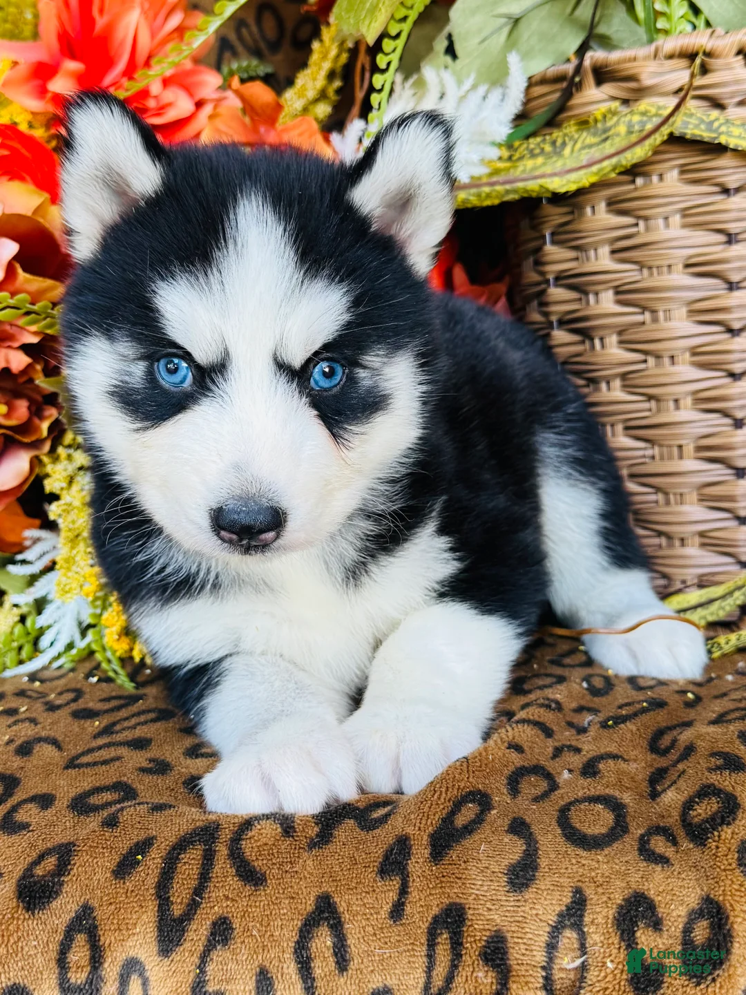 Siberian Husky dogs for sale: Maci - Ad 1