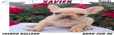 Xavier