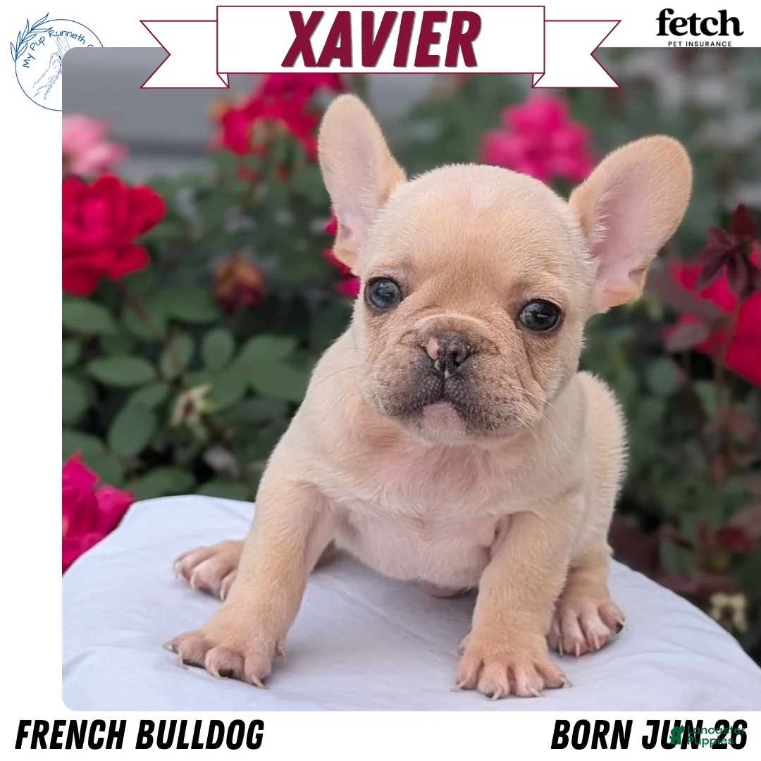 French Bulldog dogs for sale: Xavier - Ad 1