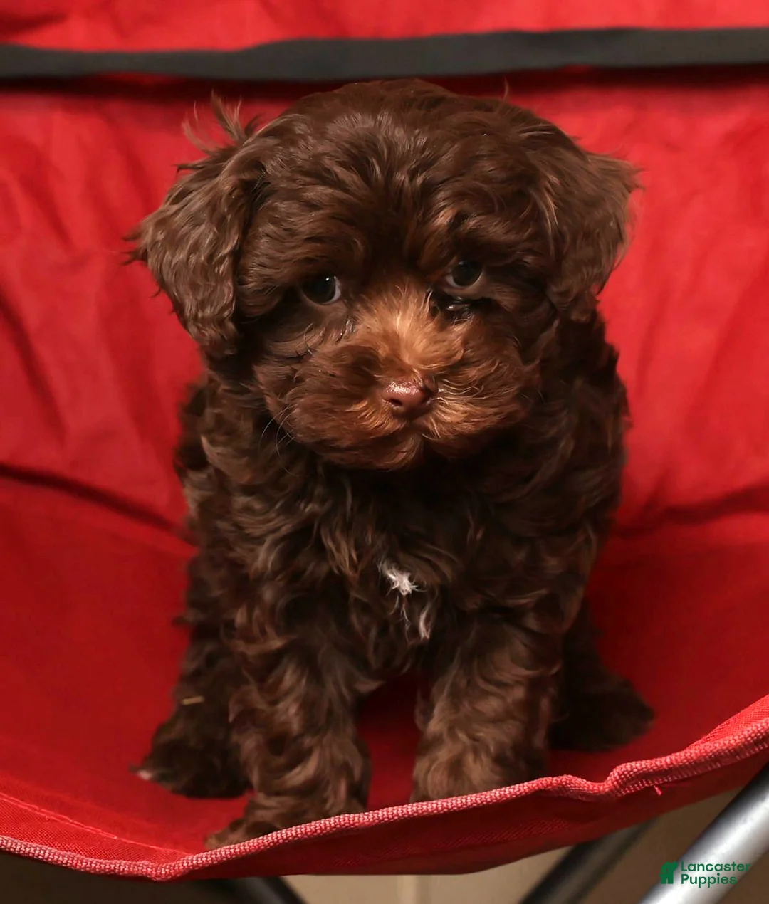 Havapoo dogs for sale: Dakota - Ad 7