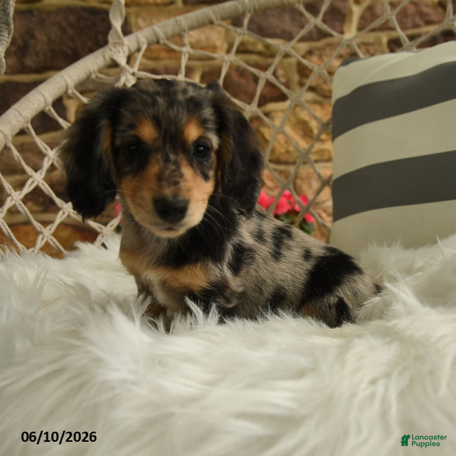 Dachshund dogs Juliet - Ad 2