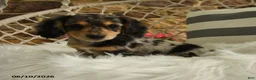 Dachshund dogs for sale: Juliet - Ad 2