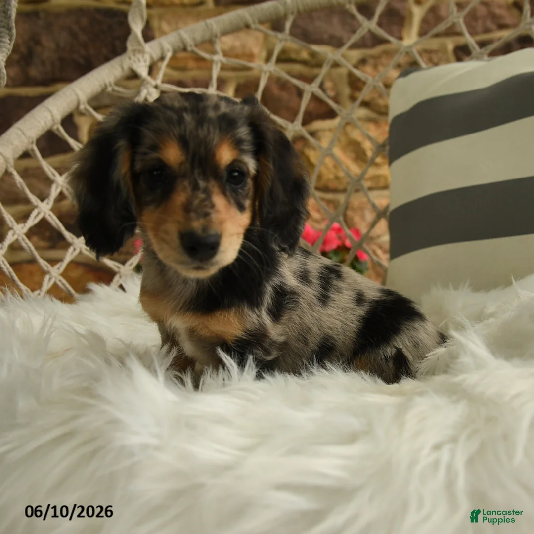 Dachshund dogs for sale: Juliet - Ad 2