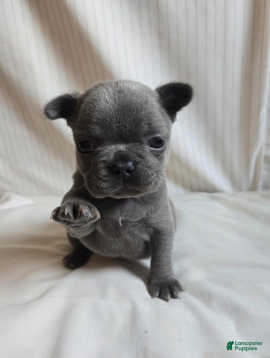 French Bulldog dogs for sale: Vienna - Ad 2