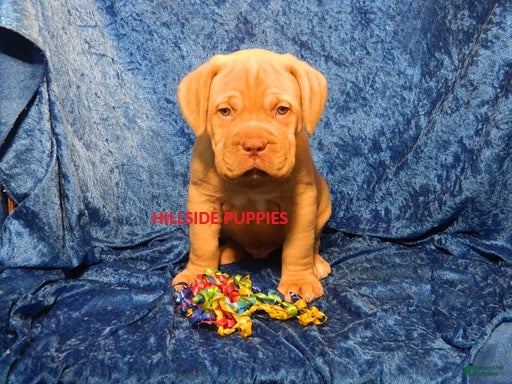 Dogue De Bordeaux dogs Dogue De Bordeaux 1 - Ad 1