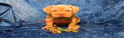 Dogue De Bordeaux dogs for sale: Dogue De Bordeaux 1 - Ad 1