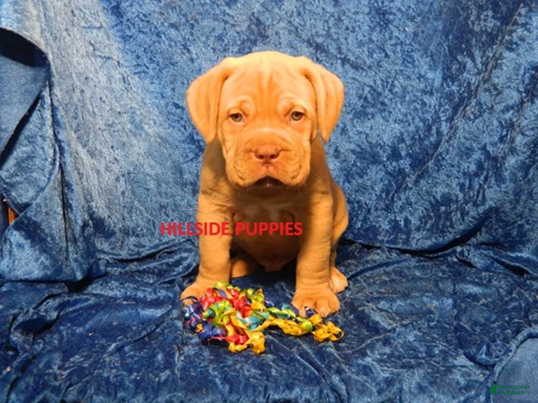 Dogue De Bordeaux dogs for sale: Dogue De Bordeaux 1 - Ad 1