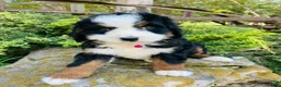 Bernedoodle dogs for sale: Peach Bellini - ultra Bernedoodle  - Ad 11