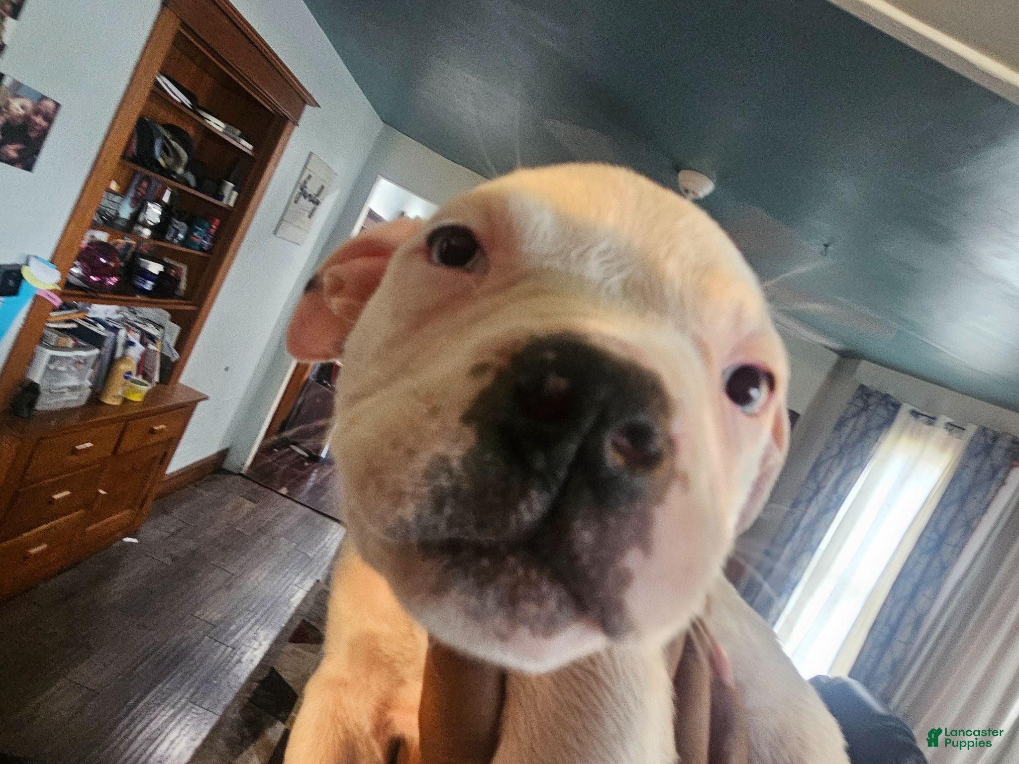 Mixed Breed dogs Crystal  - Ad 1