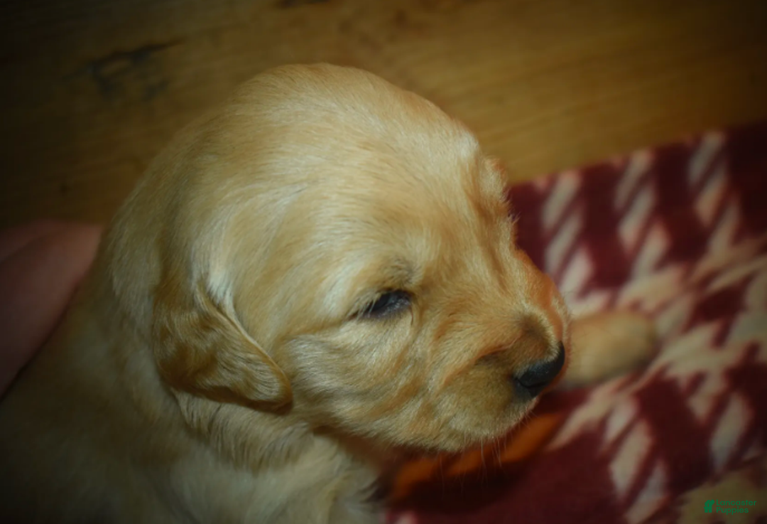 Golden Retriever dogs for sale: Ranger - Ad 16