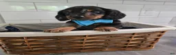 Miniature Dachshund dogs for sale: Benji - Ad 3