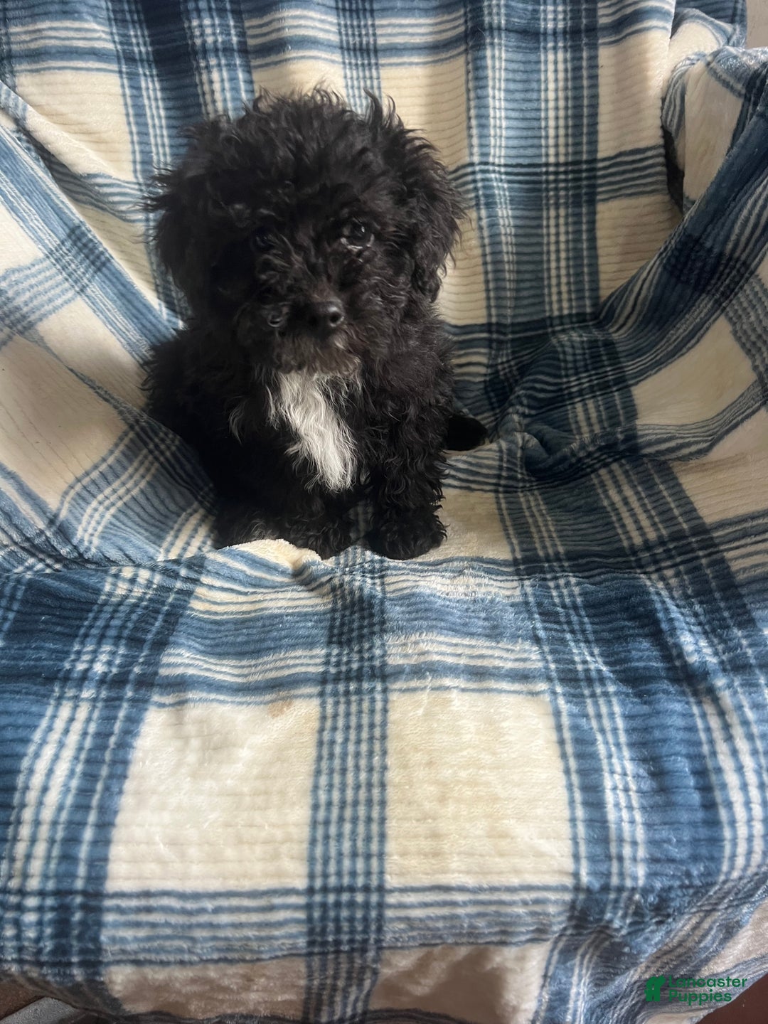 Toy Poodle dogs for sale:  Penny - Ad 6