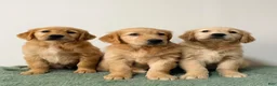 Golden Retriever dogs for sale: Bella  - Ad 6