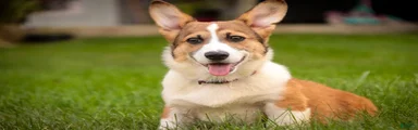 Cap'n Crunch Welsh Corgi Pembroke 