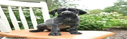 German Shorthaired Pointer dogs for sale: Rosie - Ad 3
