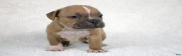 American Bully dogs for sale: Fawn Female (1 white foot) - Ad 15