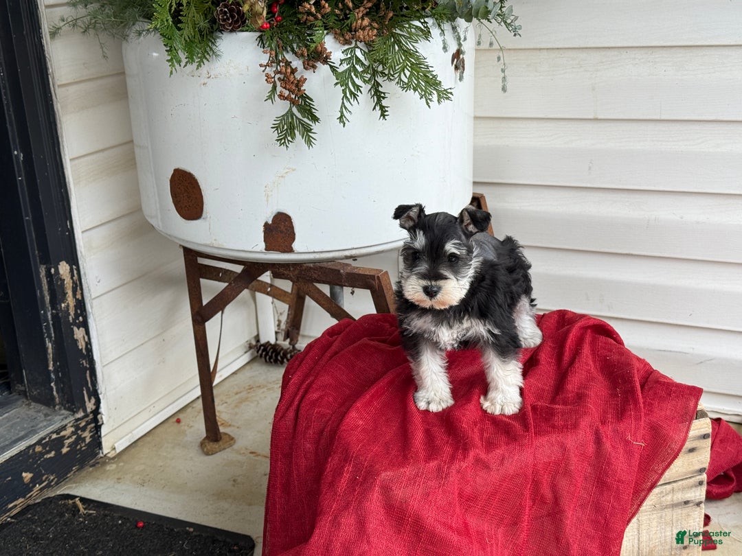 Miniature Schnauzer dogs for sale: Snuggles - Ad 12