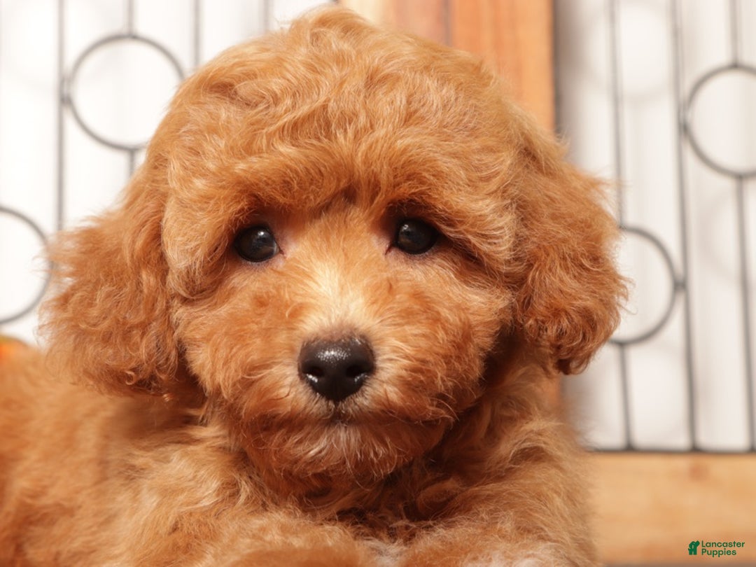 Cavapoo dogs for sale: Lulu Female F1B Cavapoo Puppy - Ad 2