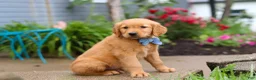 Golden Retriever dogs for sale: Beaver - Ad 7