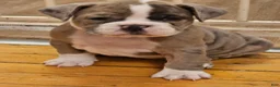 Olde English Bulldogge dogs for sale: Olde English Bulldogge 2 - Ad 3