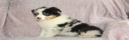 Australian Shepherd dogs for sale: Pixie  - Ad 1