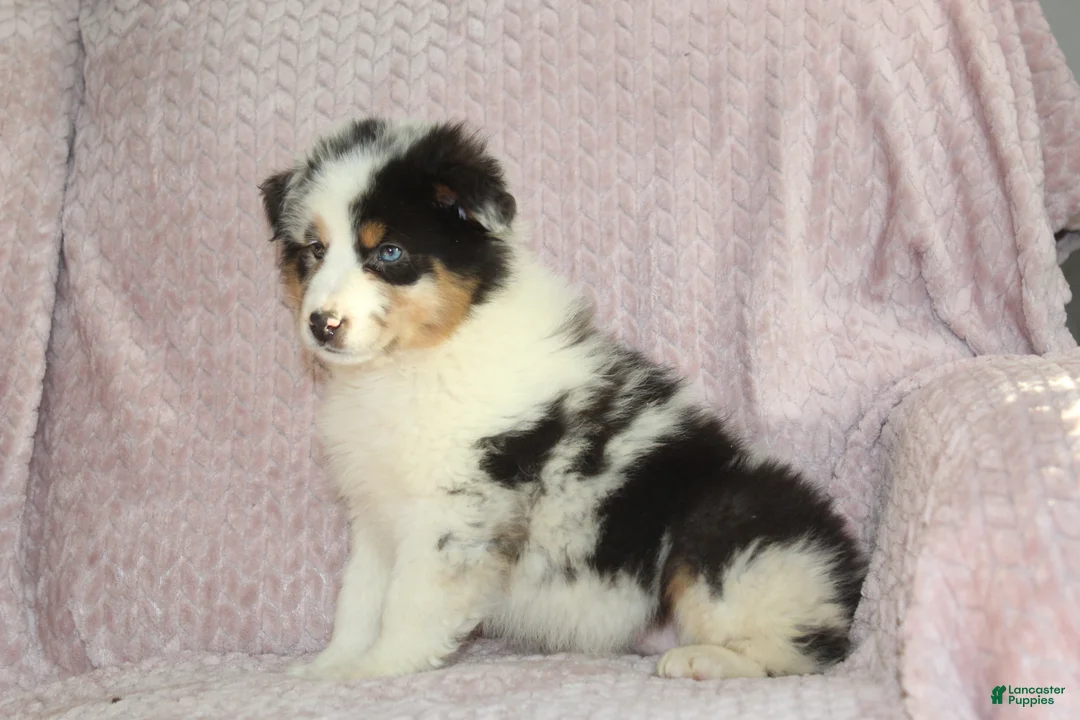 Australian Shepherd dogs for sale: Pixie  - Ad 1