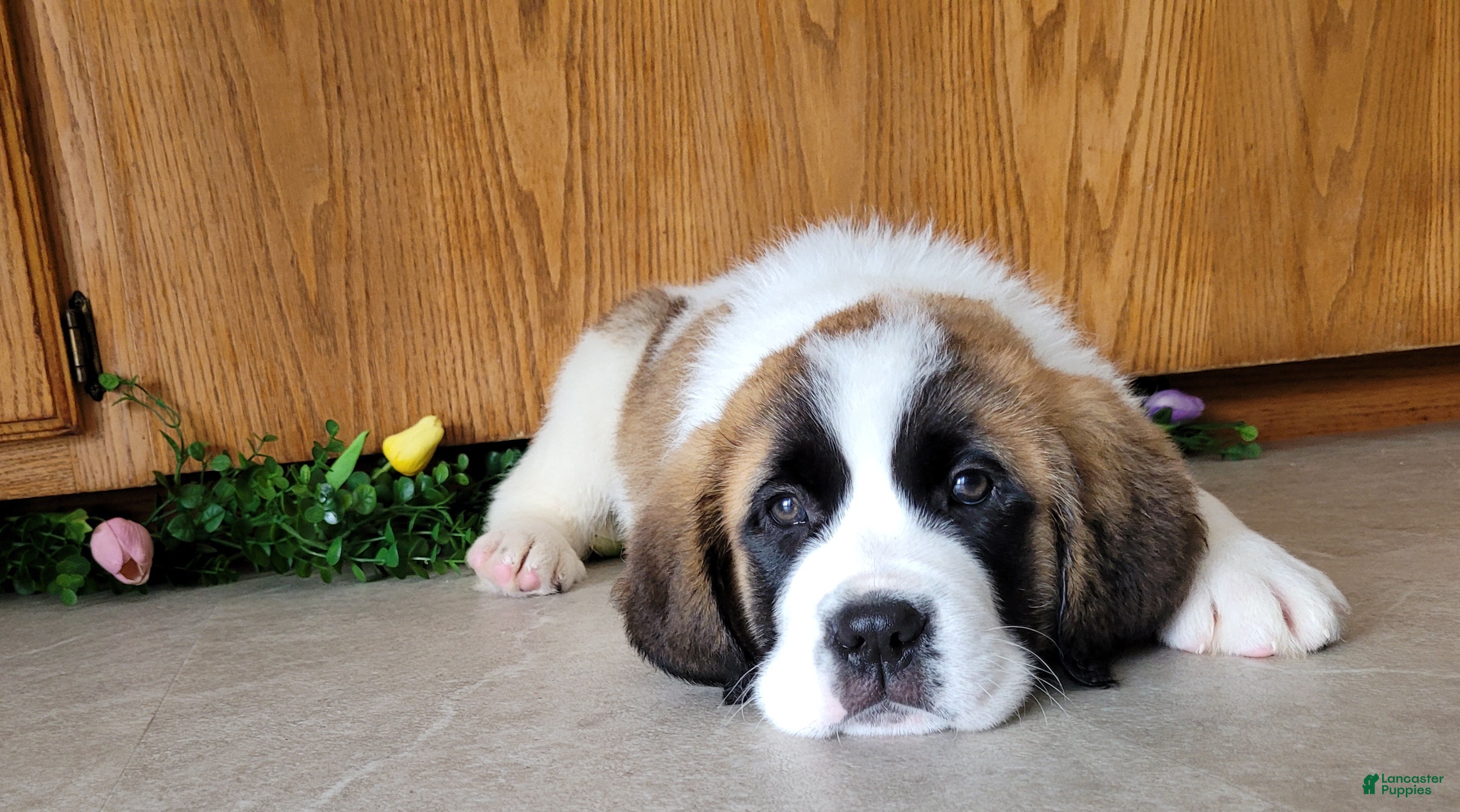 Saint Bernard dogs Max - Ad 1