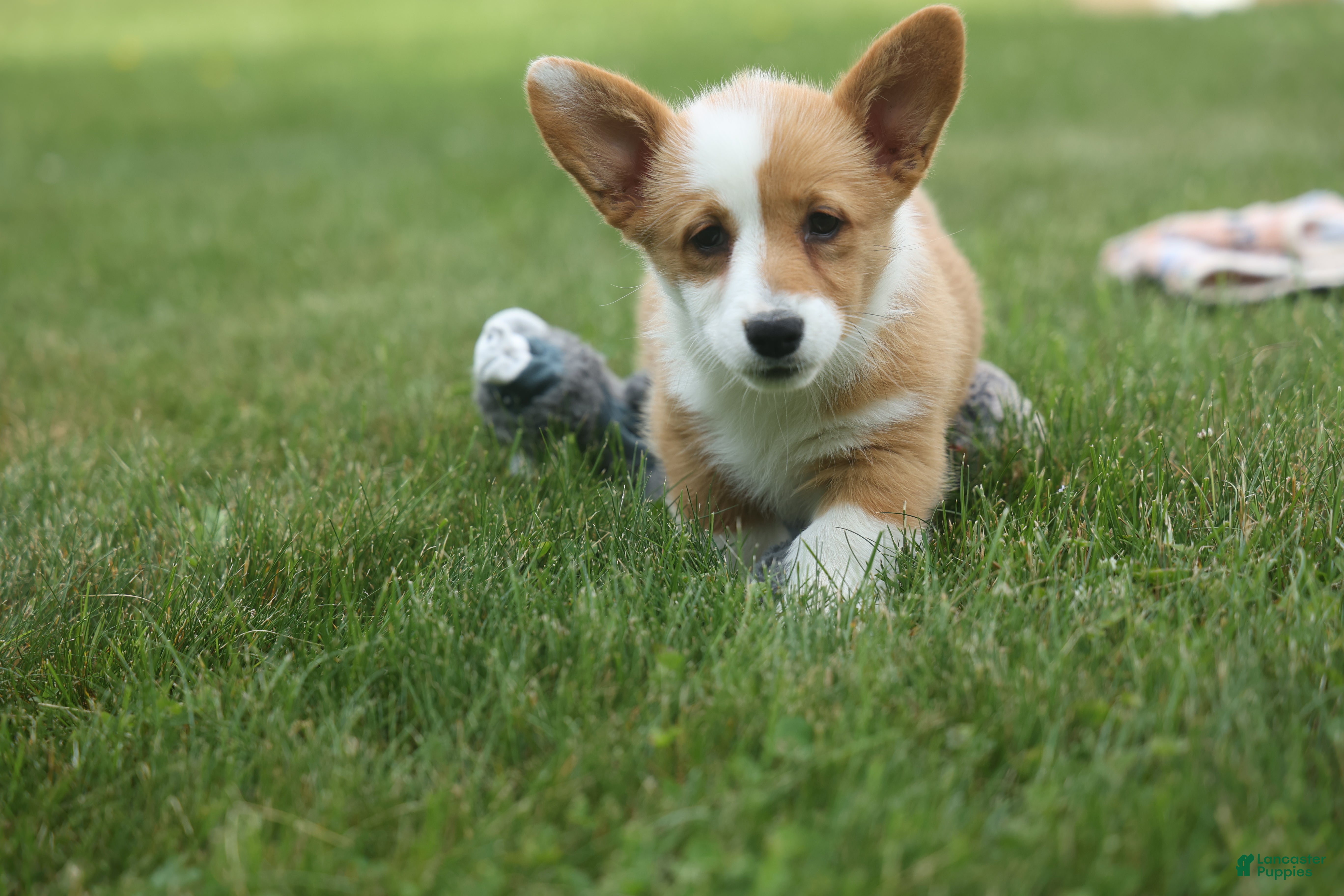 Welsh Corgi Pembroke dogs Dixie 🐶💖 - Ad 1