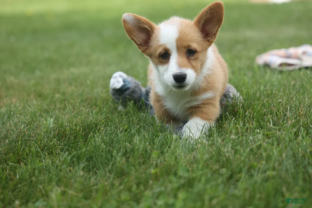 Welsh Corgi Pembroke dogs for sale: Dixie 🐶💖 - Ad 1