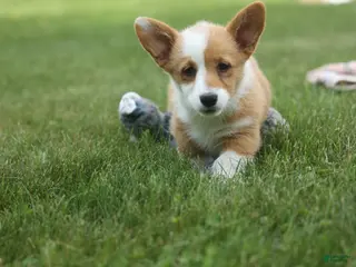 Welsh Corgi Pembroke dogs for sale: Dixie 🐶💖 - Ad 2