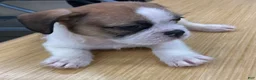 Mixed Breed dogs for sale: Sebastian  - Ad 5
