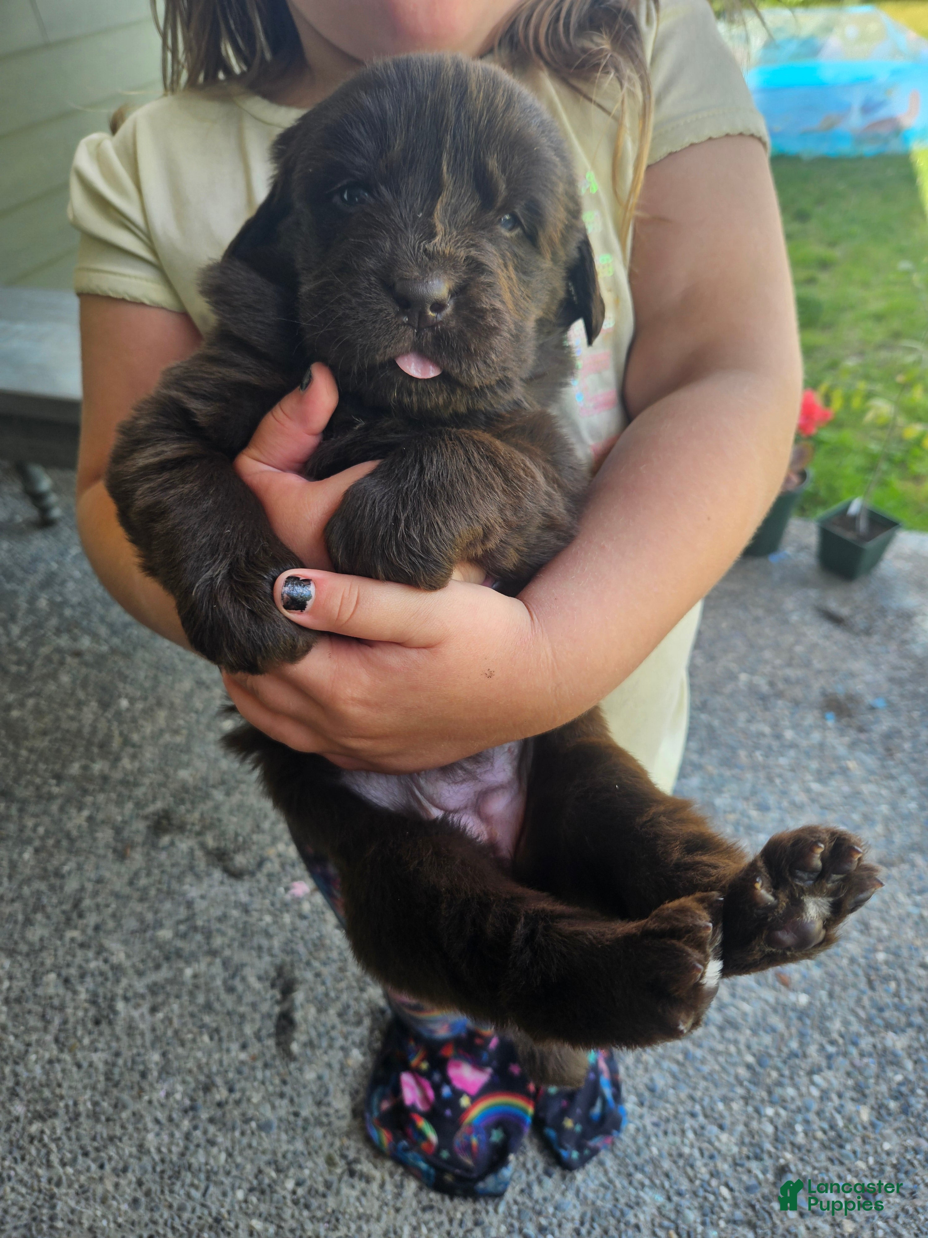 Newfoundland dogs Newfoundland Puppy 4 - Ad 1