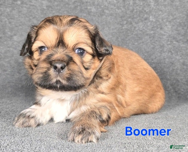 Shih Tzu dogs Boomer - Ad 28