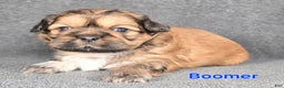 Shih Tzu dogs for sale: Boomer - Ad 1