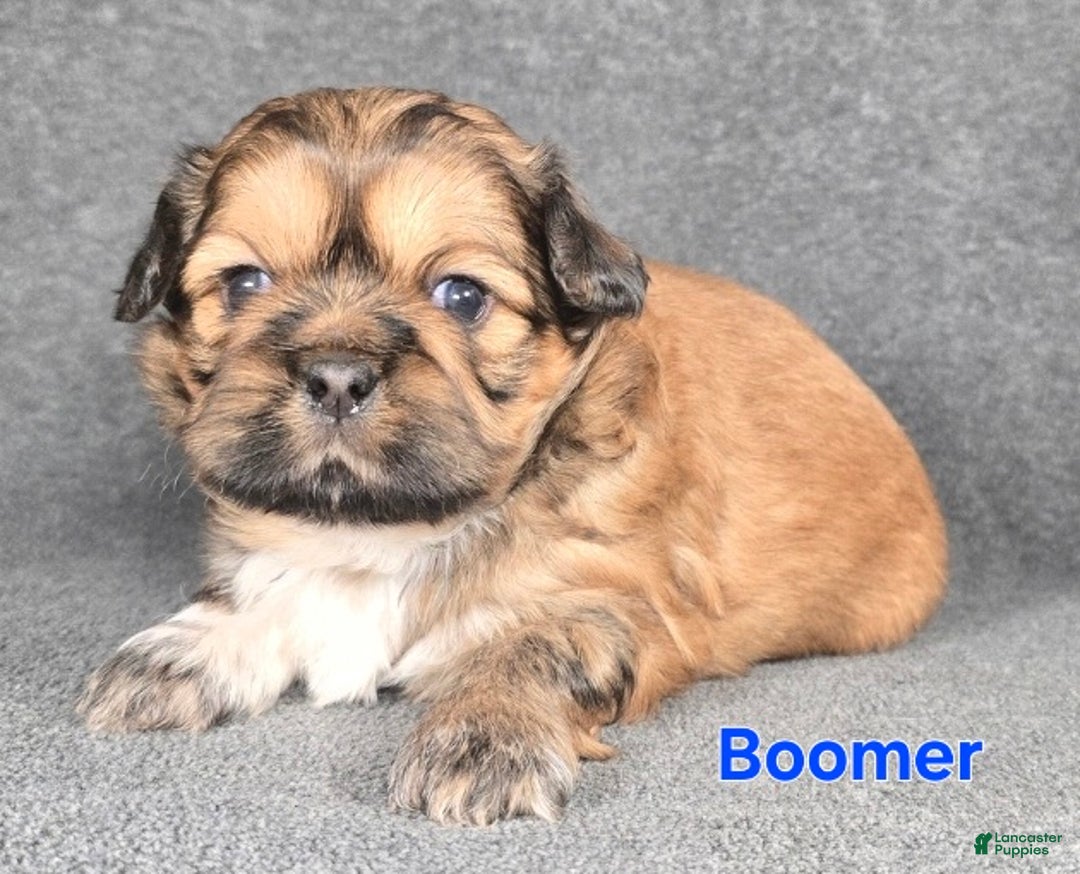 Shih Tzu dogs for sale: Boomer - Ad 1