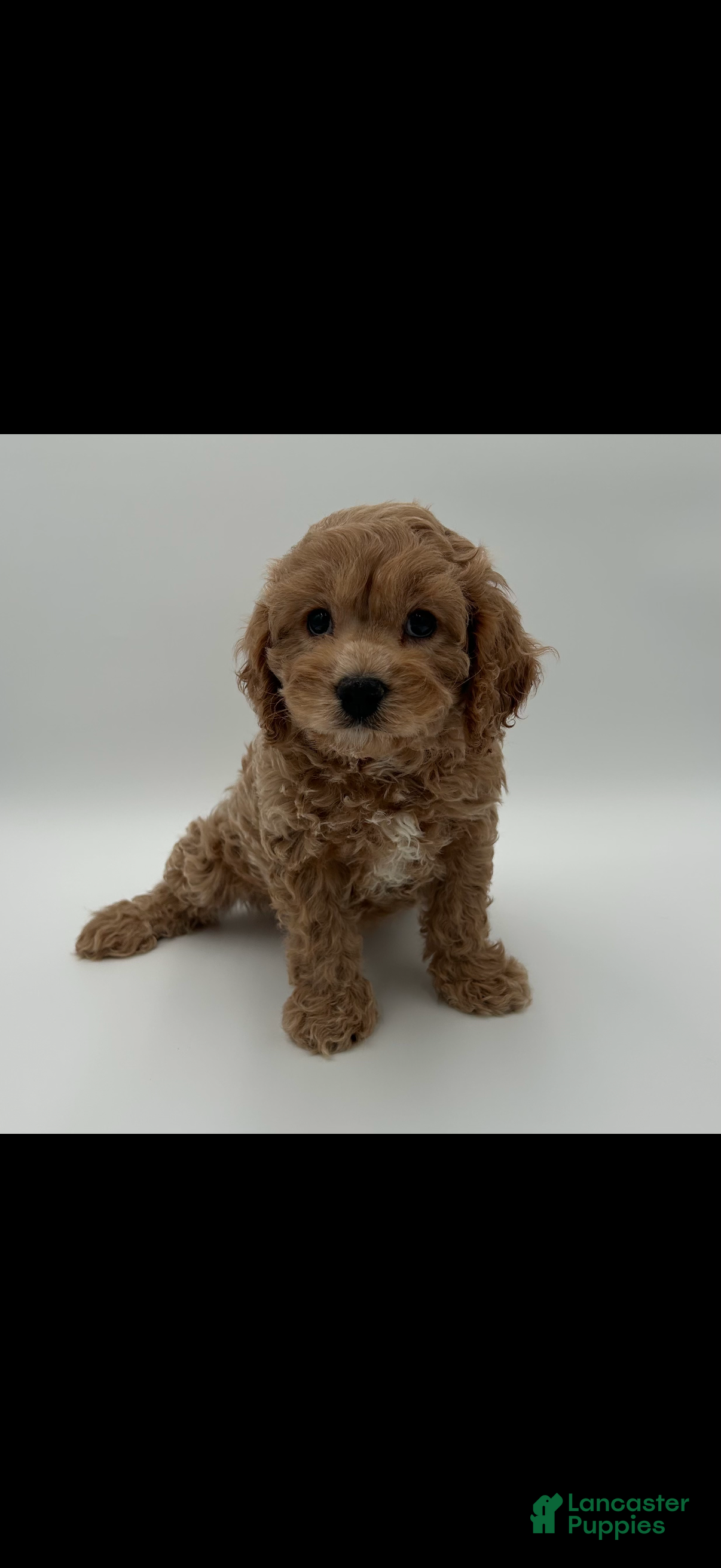 Cavapoo dogs Cavapoo Puppy 1 - Ad 19