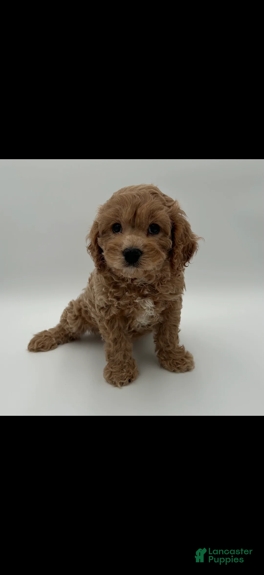 Cavapoo dogs for sale: Cavapoo Puppy 1 - Ad 1